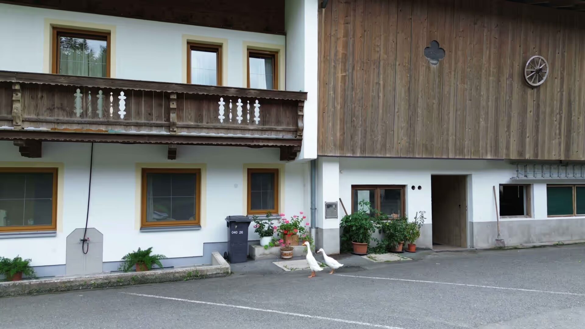 Parkplatz, Enten sind gerade aus dem Stall gekommen, zwei weisse Enten