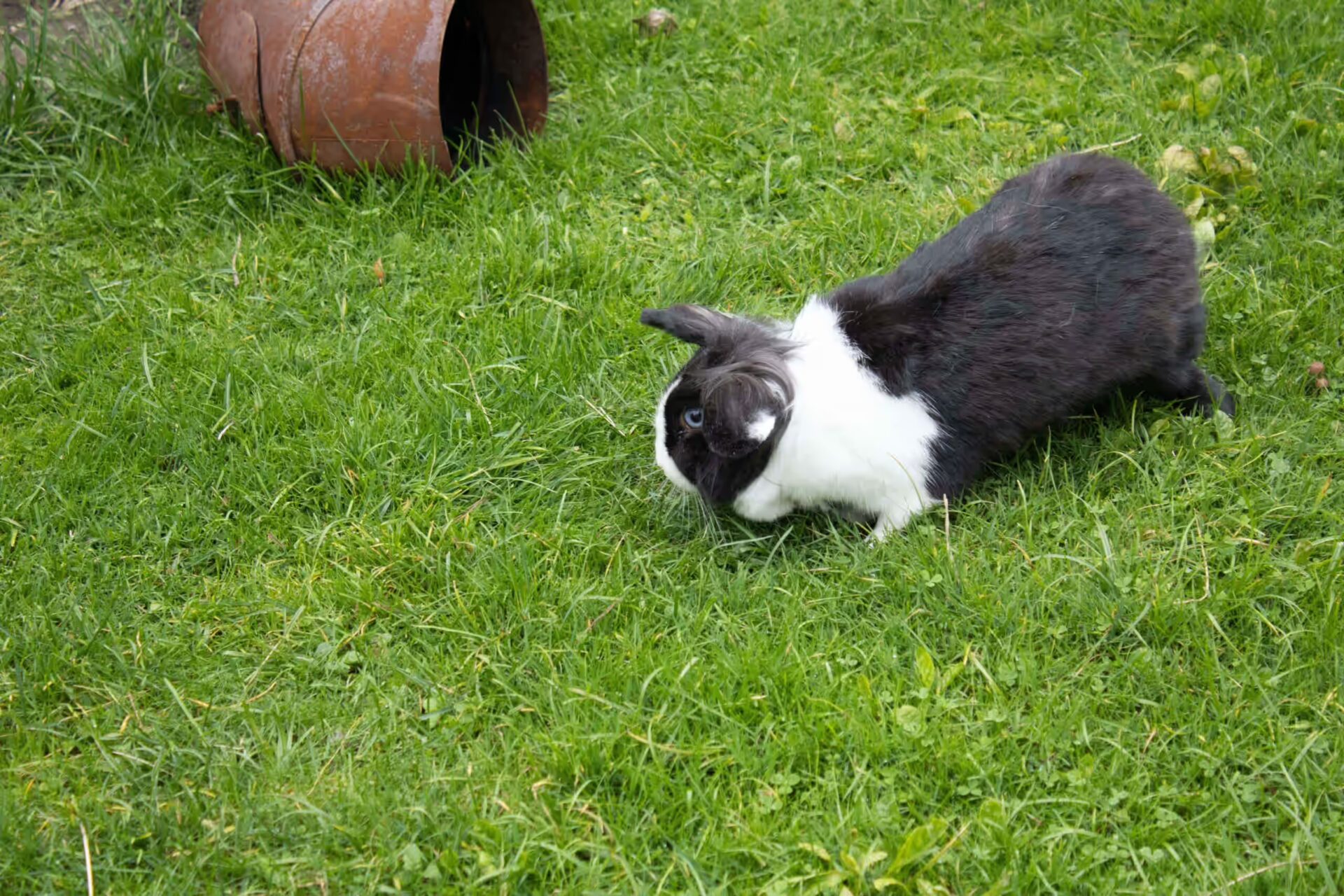 Hase Snoopy im frischen Gras, spielt gerade