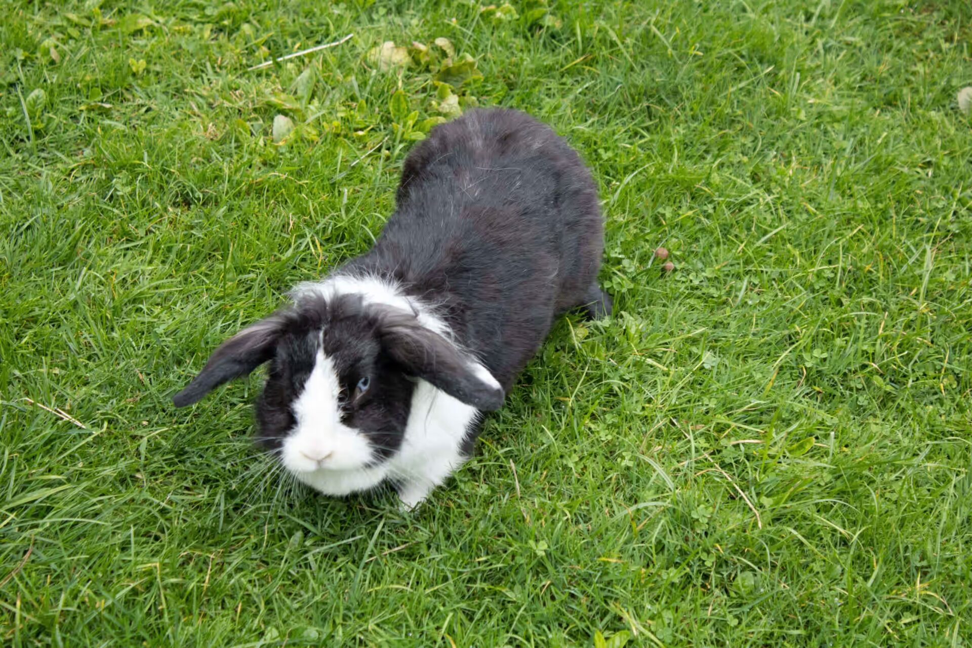 Hase Snoopy schaut mit ihren suessen blauen Augen in die Linse