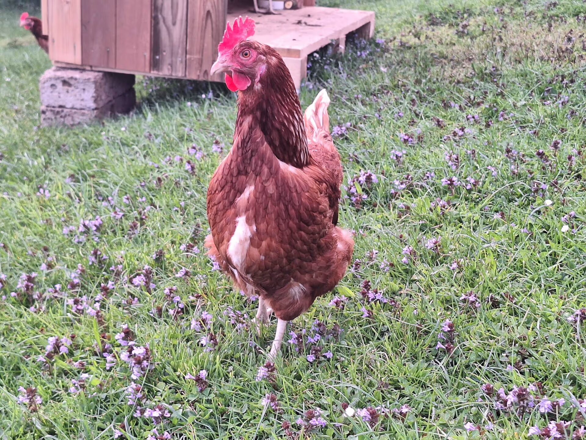 ein Huhn steht auf der Wiese, wo lilafarbene Blumen bluehen