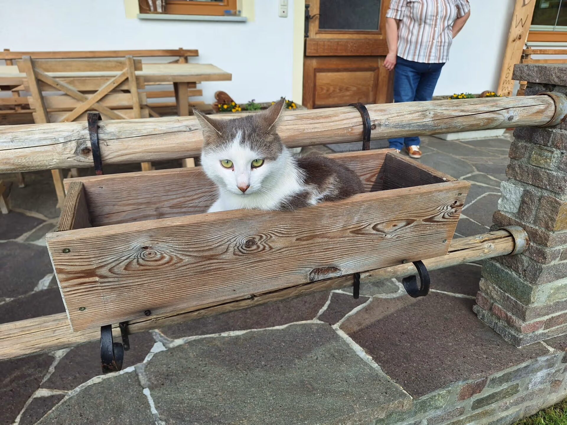 Kater Strolchi sitzt im Blumenkistchen und schaut einen an