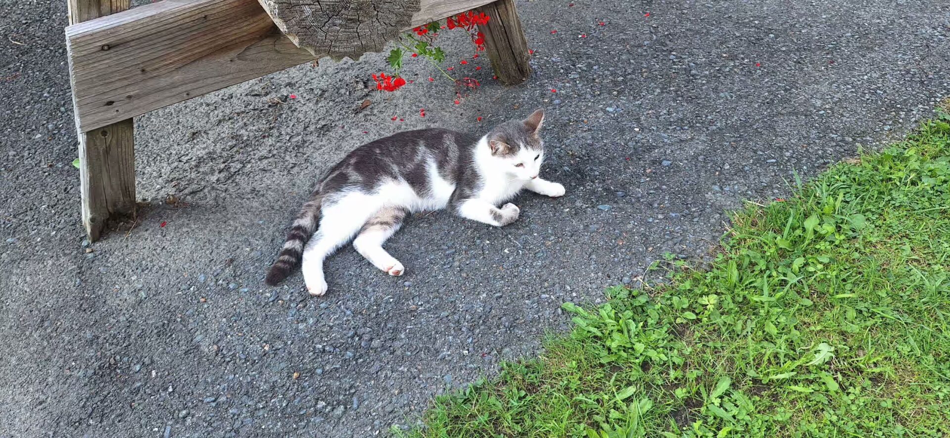 Kater Strolchi liegt auf Asphalt und sonnt sich