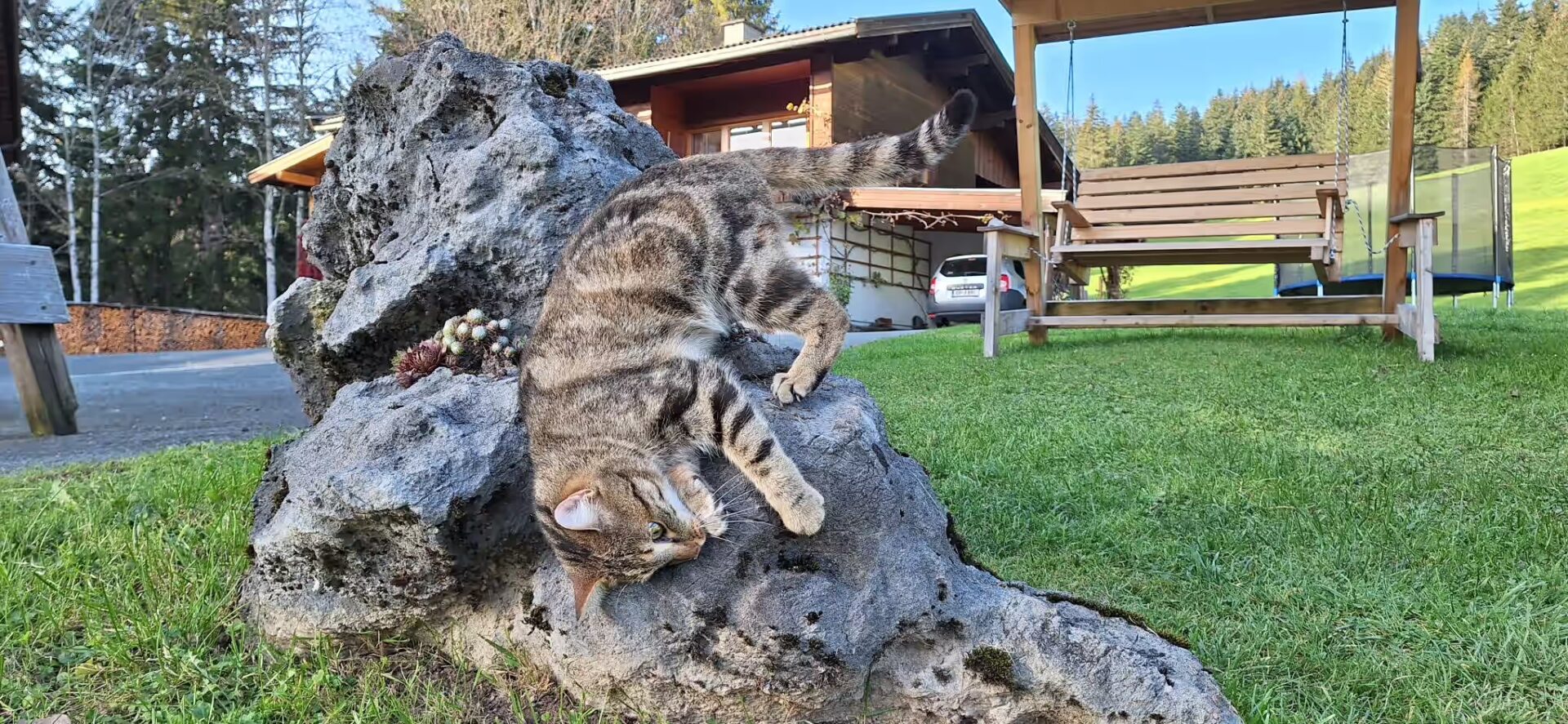 Katze Susi spielt auf einem Felsblock und hat sehr viel Freude dabei