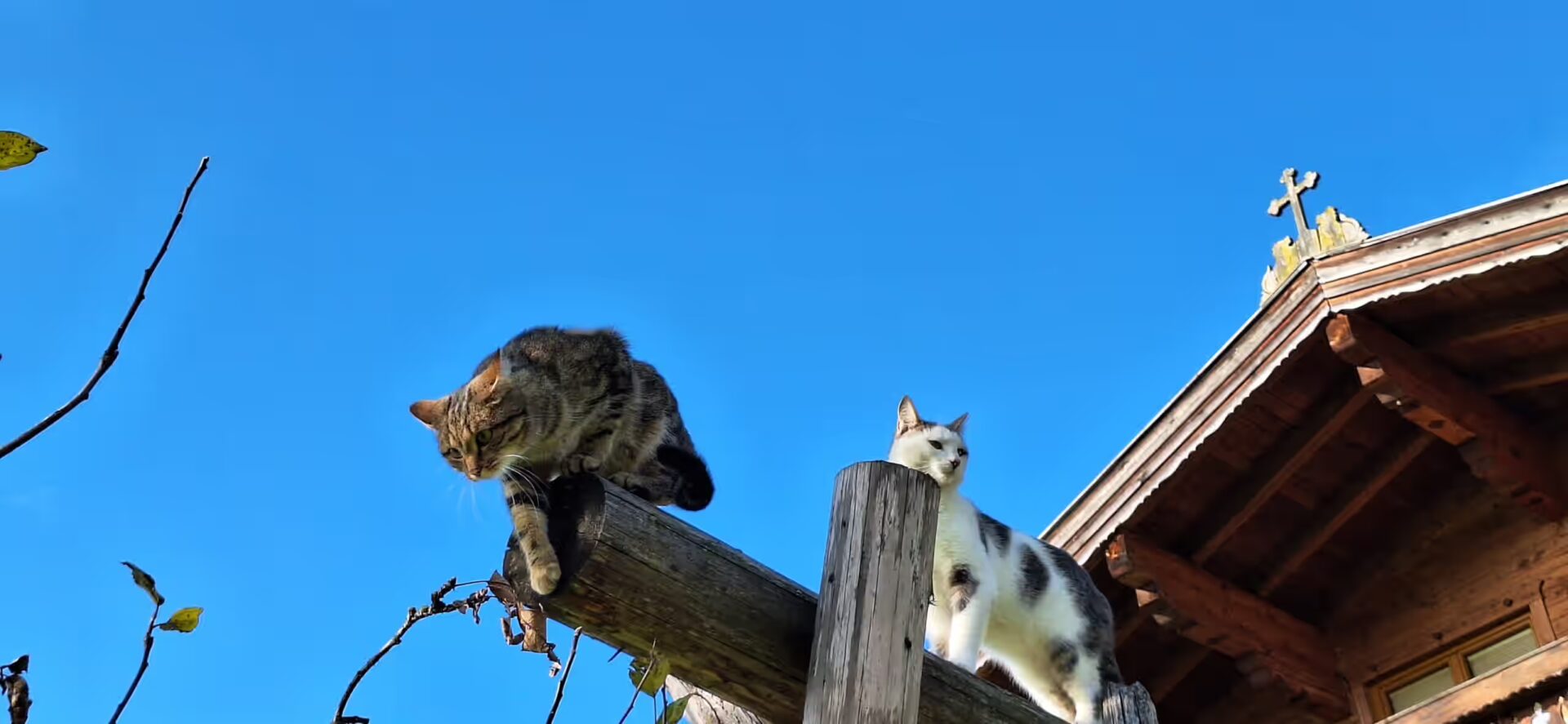 eine Katze möchte gerade auf einen Baum springen, während die andere nur schaut