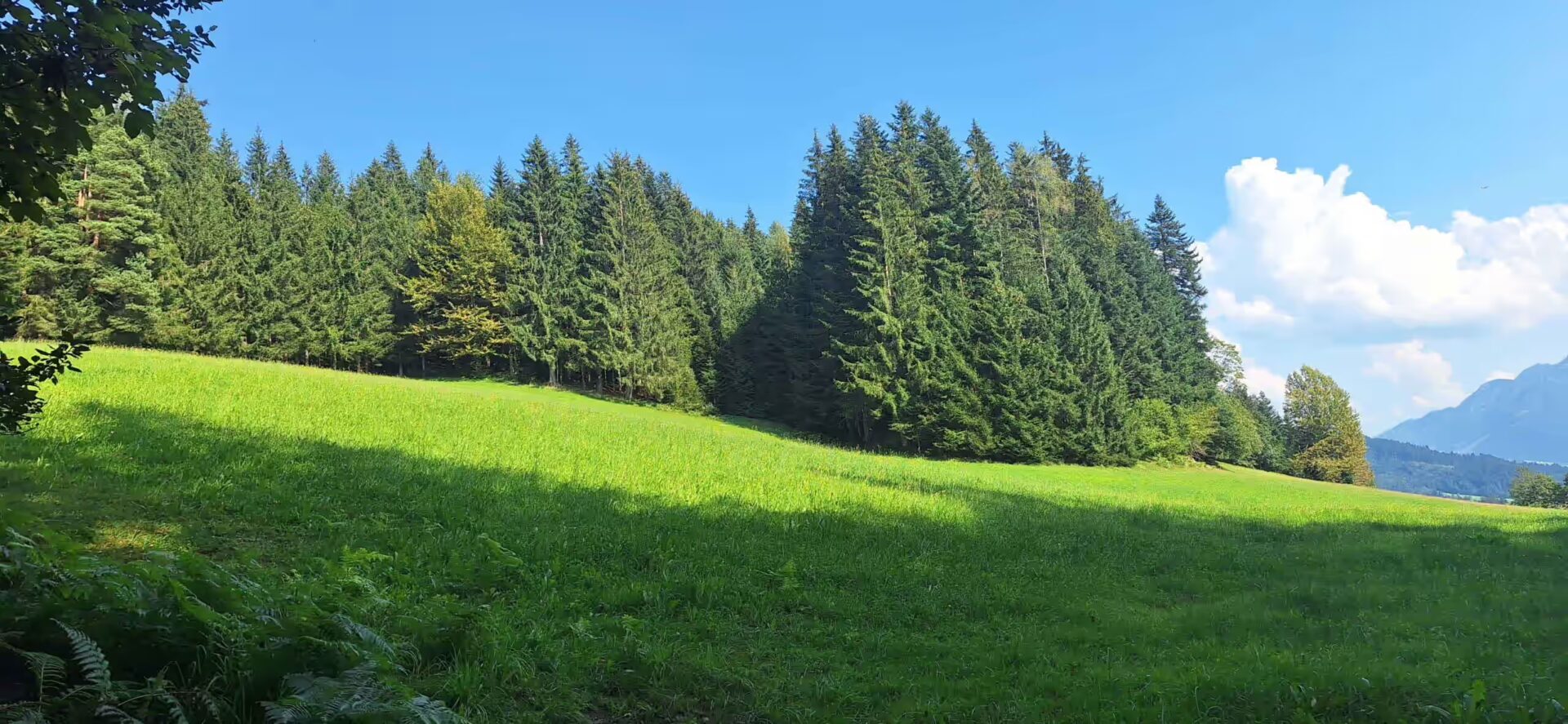 satte Wiese und Baeume, im Hintergrund klarer Himmel