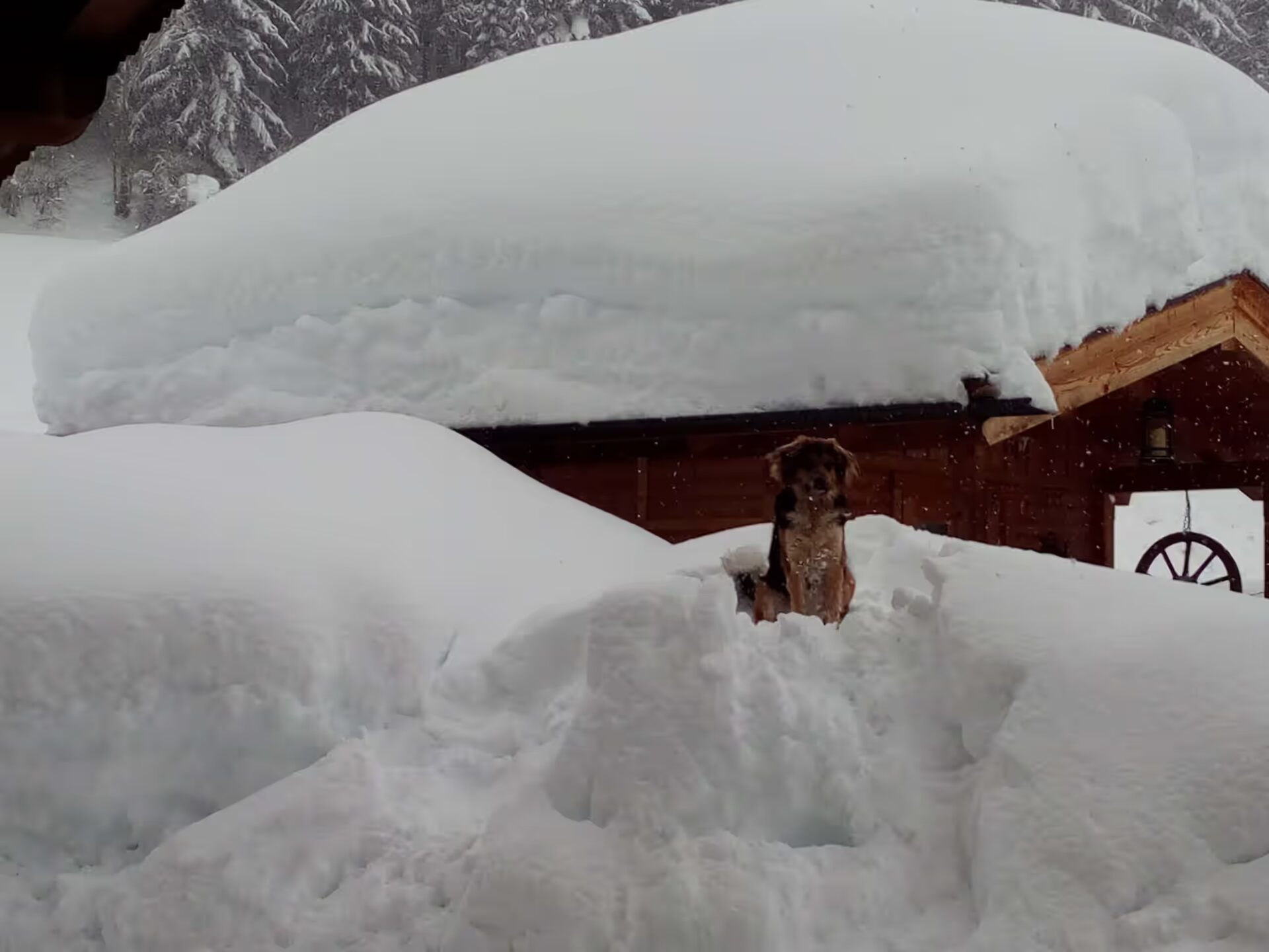 Hund sitzt auf einen hohen Schneeberg und schaut in die Linse