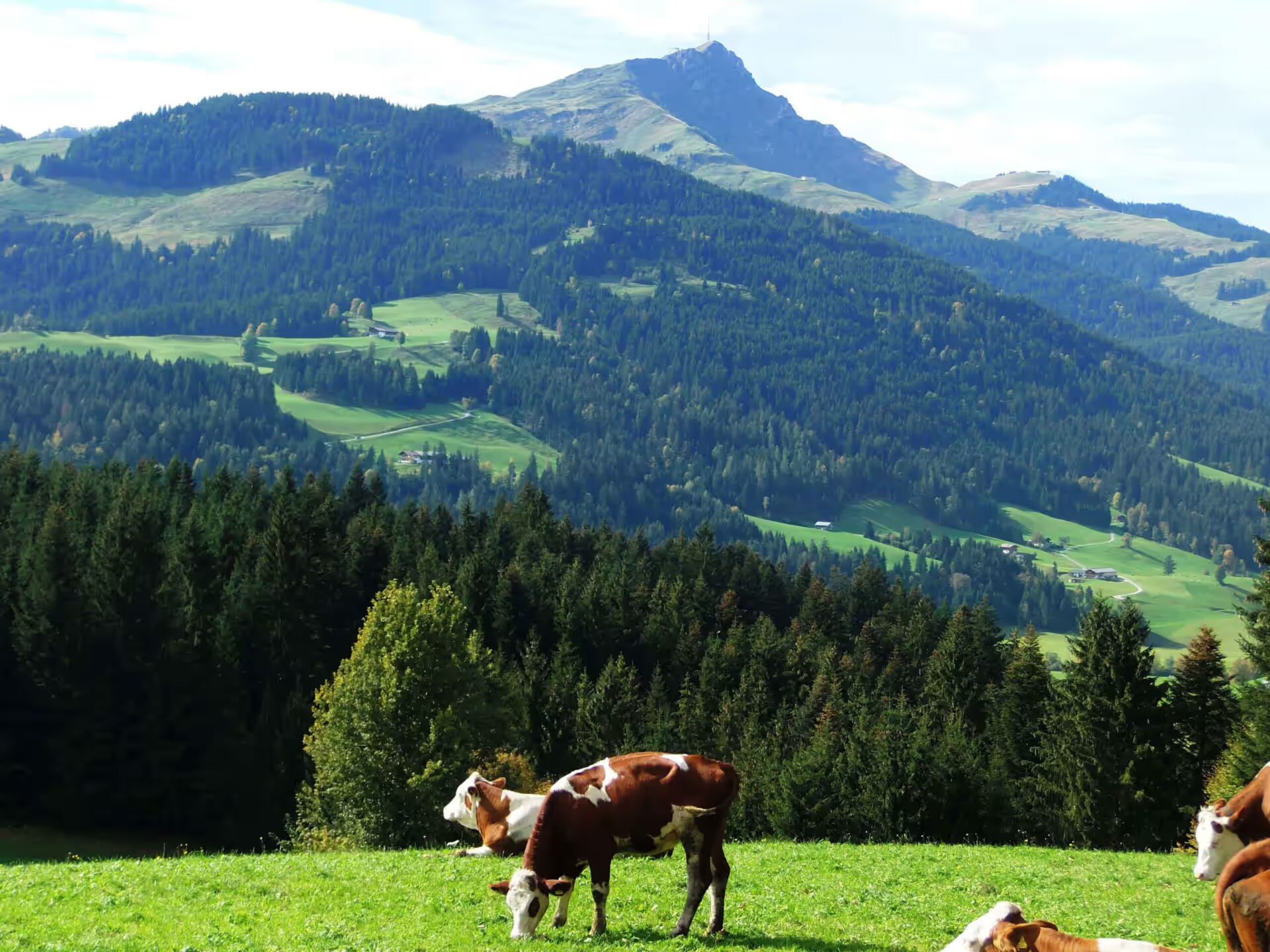 eine Kuh grast auf der Weide, eine weitere liegt auf der Weide und schlaeft