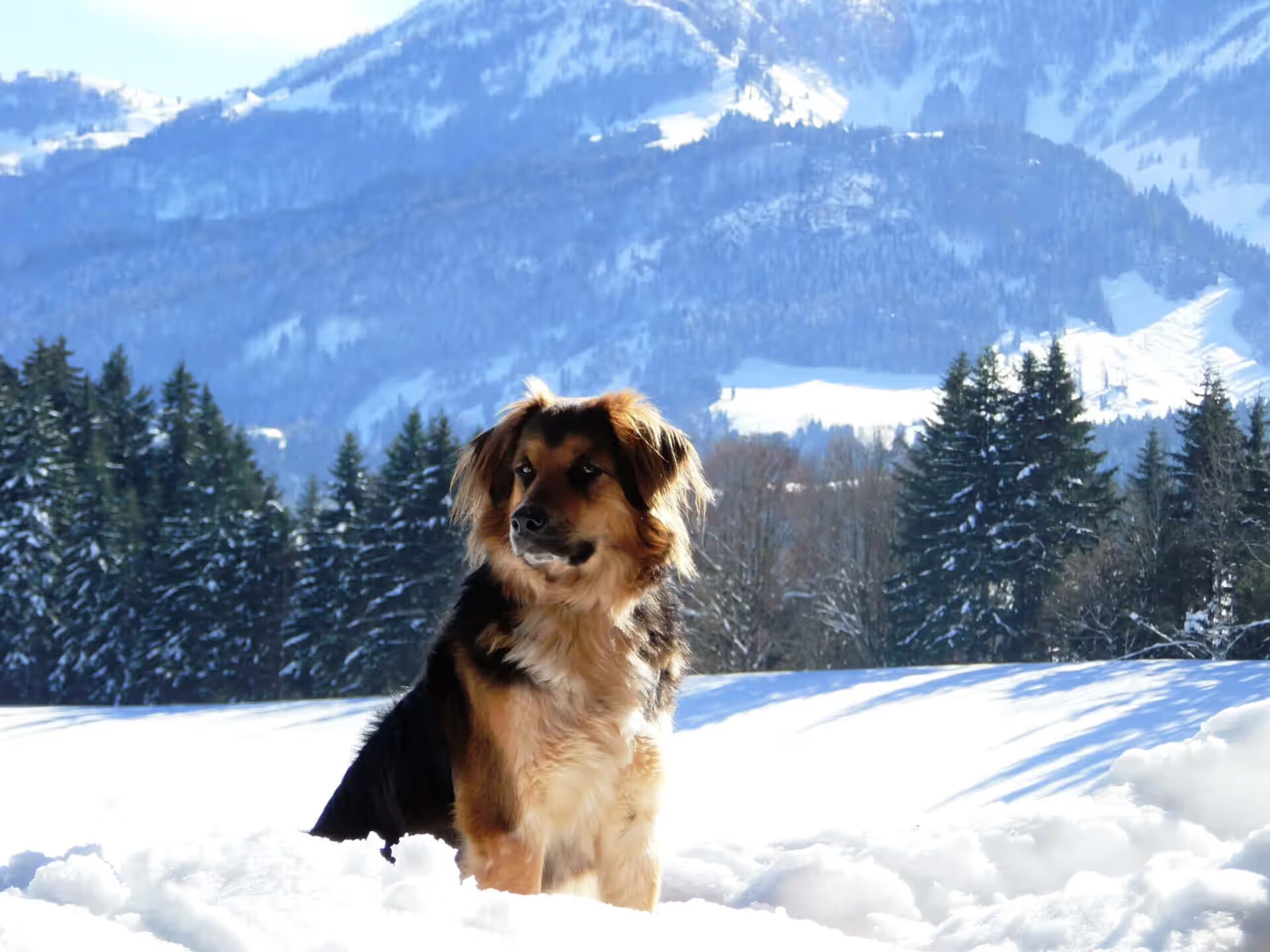 Hund Sina sitzt im Schnee und sieht um sich, ob alles in Ordnung ist