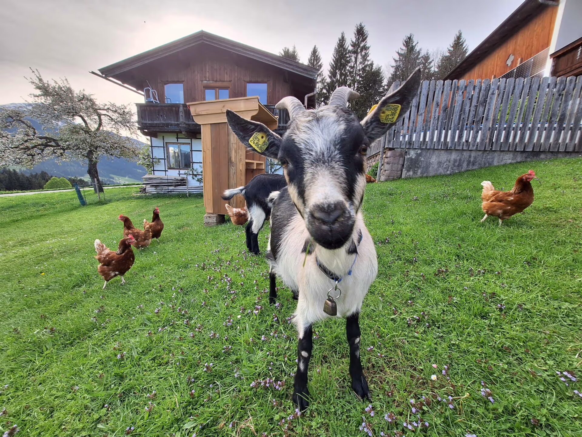 Ziege Flocke schaut gerade in die Linse, Huehner befinden sich neben ihr