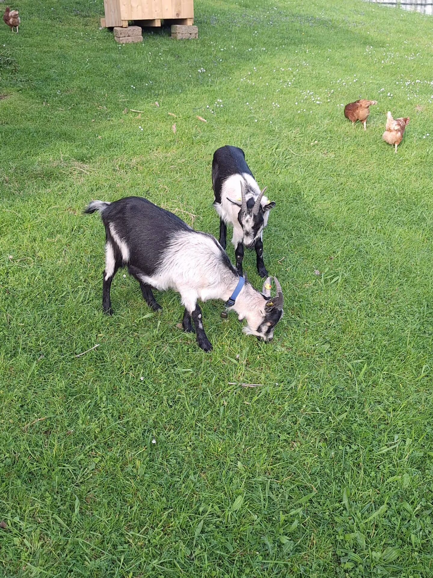 Flocke und Chili grasen gerade auf der frischen Weide