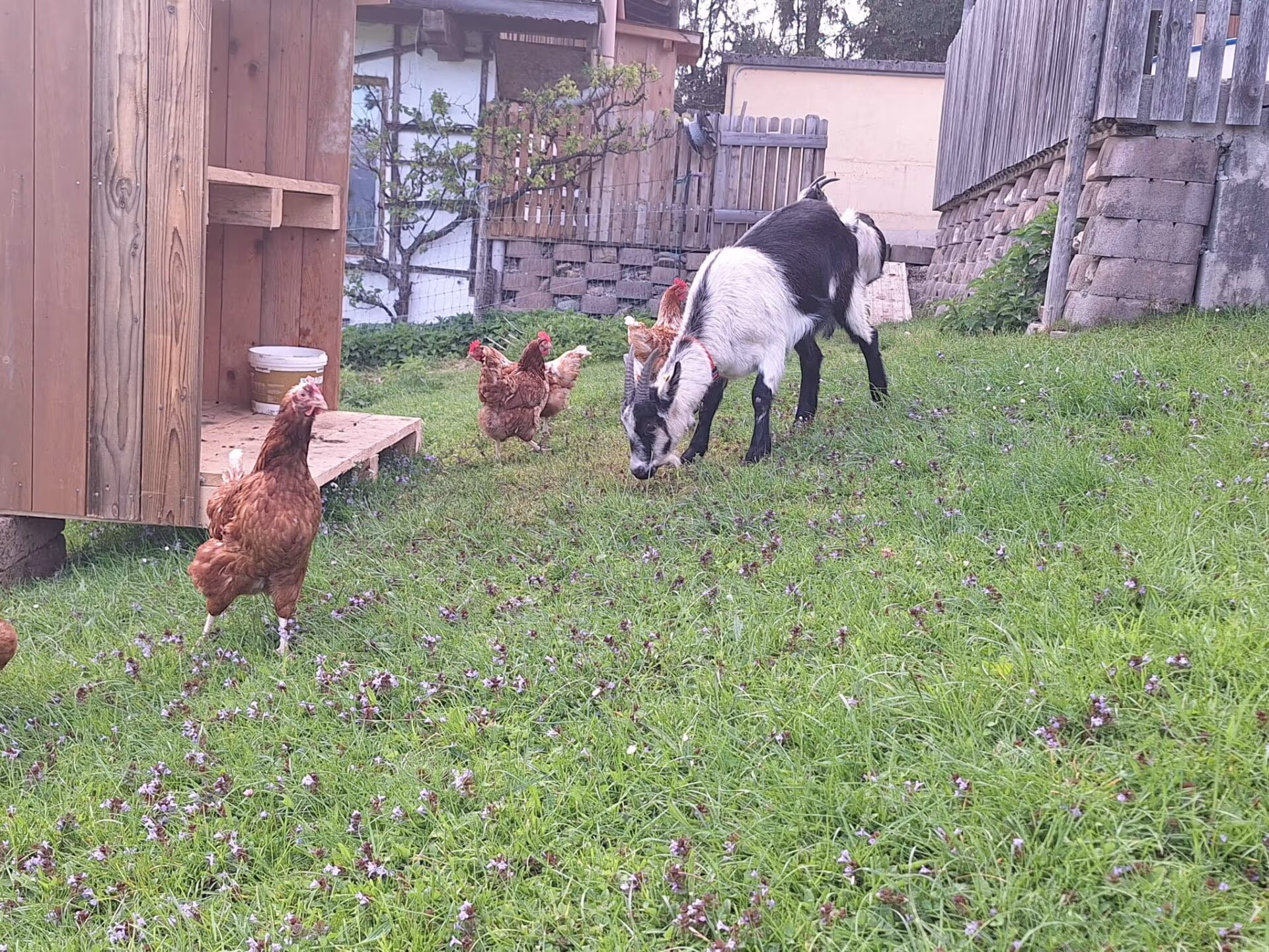 man sieht grasende Ziegen und Huehner die vor lauter Freude rennen